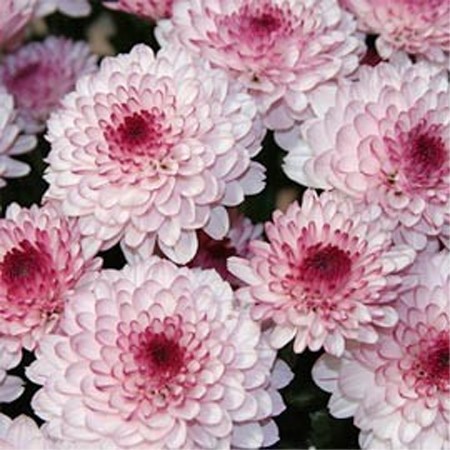 Chrysanthème "Lolipop Pink" - Petites fleurs très lumineuses et très florifère - A la période d'automne, les fleurs se font plus rares